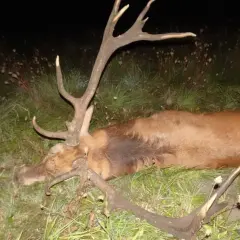 Ukończone polowanie na jelenie byki. Zwierzę leży na trawie, jego poroże jest imponujące.