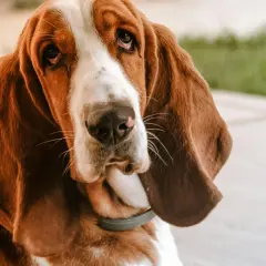 Smutny basset o długich uszach, z charakterystycznym dla rasy, łagodnym spojrzeniem.