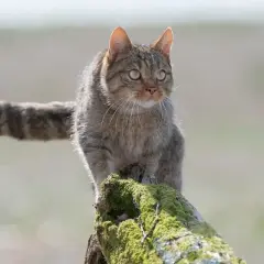 Dziki żbik, typy dzikich kotów, siedzi na omszałym pniu. Jego pręgowane futro i puszysty ogon z pierścieniami świadczą o jego dzikim pochodzeniu.