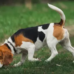 Beagle w trawie, jakby czytał kynologia książkę o zapachach.