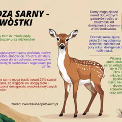 Ilustracja pokazuje, jak wygląda sarenka, która żywi się młodymi pędami roślin, liśćmi drzew i ziołami.