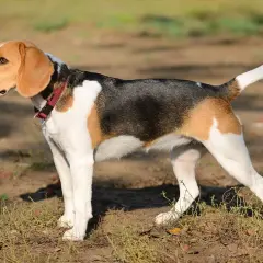 Trójkolorowy myśliwski pies gończy, beagle, stoi na ziemi, czujnie obserwując otoczenie.