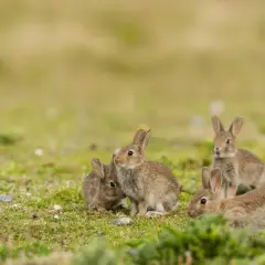 Cztery młode króliki bawią się na łące. Jeden z nich, jak mały zając, wygląda na czujnego.