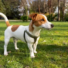 Jack Russell terrier wady: energiczny piesek w zielonym parku, gotowy do zabawy.