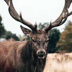 Majestatyczny pysk jelenia z imponującym porożem, spoglądający prosto w obiektyw.