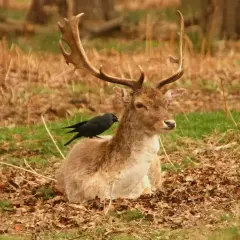Jeleń z ptakiem na grzbiecie w jesiennym lesie. To idealne godziny na polowanie na zwierzynę płową.