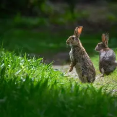 Dwa króliki na zielonej łące. Jeden stoi na tylnych łapach, czujny, jakby przygotowywał się do polowania na króliki.