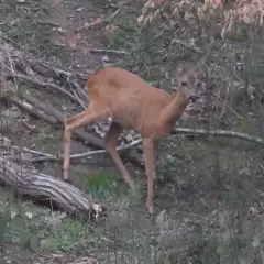 Młoda sarna, być może w okresie godowym, nasłuchuje. Jej głos w rui jest cichy, ale pełen nadziei.