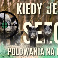 Wataha dzików w lesie, celownik na jednym z nich. Grafika pyta: kiedy można polować na dzika?