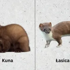 Kuna i łasica leśna na jasnym tle. Kuna po lewej, łasica po prawej.