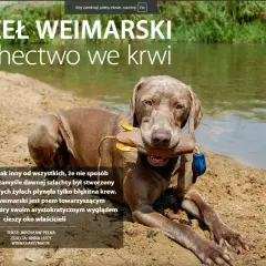 Wyżeł weimarski z zabawką w pysku leży na piaszczystym brzegu rzeki. Jego szlachetny wygląd podkreśla arystokratyczne pochodzenie.