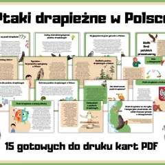 Wszystkie rodzaje ptaków drapieżnych w Polsce: od sokola wędrownego po bielika. Poznaj ich cechy, siedliska i rolę w ekosystemie.