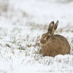 Zając szarak, z puszystym ogonem, siedzi w śniegu, wśród źdźbeł trawy.
