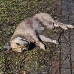 Smutny widok: dziki pies leży na ziemi, jego ciało jest zranione.