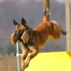 Pies rasy malinois skacze przez przeszkodę, pewnie aportuje zwierzynę.