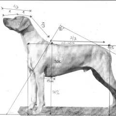 Szkic anatomiczny psa myśliwskiego z zaznaczonymi proporcjami. Widoczne nogi psa, linia grzbietu i głowy, z wymiarami w procentach i centymetrach.