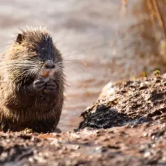 Nutria z mokrym futrem siedzi na brzegu, zajadając coś pomarańczowego. Widać, co jedzą nutrie – to kawałek rośliny.