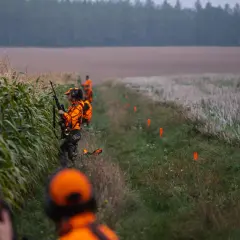 Myśliwi w pomarańczowych kamizelkach, uzbrojeni w broń, poluje na odyńce w kukurydzy.