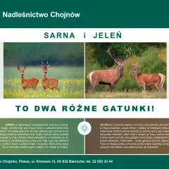 Sarna i jeleń, dwa gatunki. Sarna jest roślinożerna, żywi się roślinami zielonymi, liśćmi i pędami drzew.
