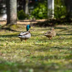 Samiec i samica kaczki krzyżówki spacerują po trawie. To spokojny dzień, nie ma mowy o polowaniu na kaczki.