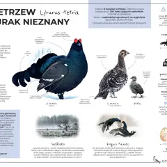 Czarny kogut z charakterystycznym ogonem w kształcie liry, samica i pisklę. Cietrzew leśny to zagrożony gatunek ptaka.
