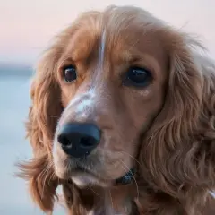 Uroczy piesek rasy cocker spaniel, idealny do studiów kynologicznych. Jego spojrzenie pełne jest inteligencji i łagodności.