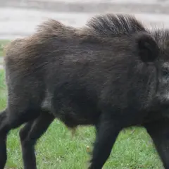 Dziki mogą być niebezpieczne, zwłaszcza gdy czują się zagrożone. Ten dzik przemierza zieloną łąkę, czujnie obserwując otoczenie.