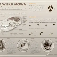 Szczegółowy rysunek czaszki wilka z opisem jego zębów: siekaczy, kłów, przedtrzonowców i trzonowców.