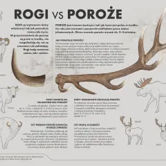 Kiedy łosie zrzucają poroże, jest to oznaka cyklu płciowego. Poroże jest kostne i odrasta co roku.