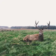 Majestatyczny jeleń z okazałym porożem leży na zielonej łące. To idealne miejsce na polowanie na jelenie, ale ten okaz wydaje się spokojny.