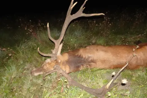 Ukończone polowanie na jelenie byki. Zwierzę leży na trawie, jego poroże jest imponujące.