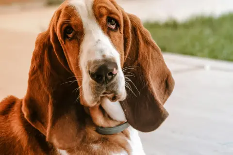 Smutny basset o długich uszach, z charakterystycznym dla rasy, łagodnym spojrzeniem.