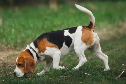 Beagle w trawie, jakby czytał kynologia książkę o zapachach.