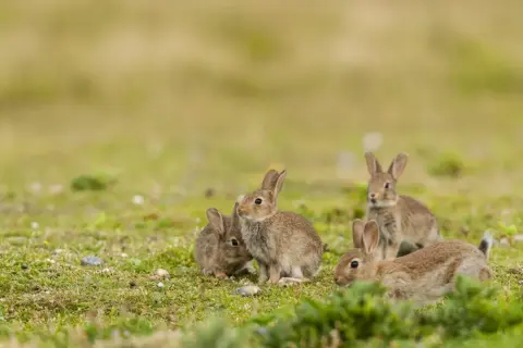 Cztery młode króliki bawią się na łące. Jeden z nich, jak mały zając, wygląda na czujnego.
