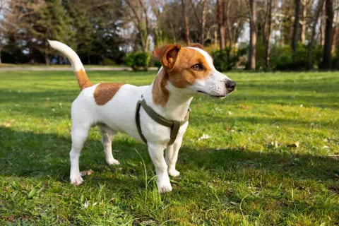 Jack Russell terrier wady: energiczny piesek w zielonym parku, gotowy do zabawy.