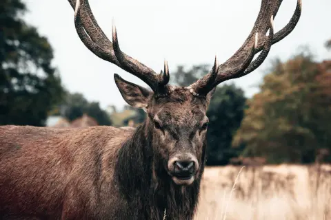 Majestatyczny pysk jelenia z imponującym porożem, spoglądający prosto w obiektyw.