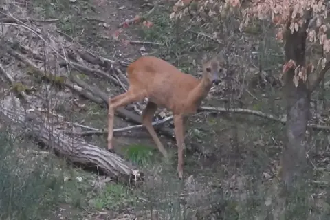 Młoda sarna, być może w okresie godowym, nasłuchuje. Jej głos w rui jest cichy, ale pełen nadziei.