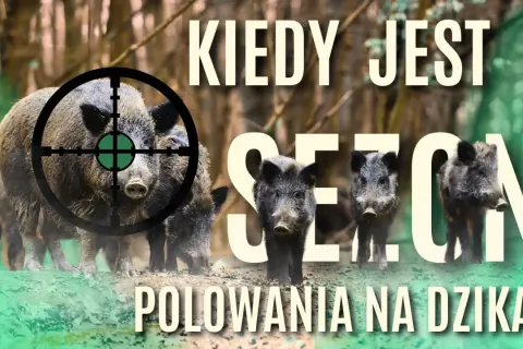 Wataha dzików w lesie, celownik na jednym z nich. Grafika pyta: kiedy można polować na dzika?
