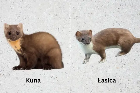 Kuna i łasica leśna na jasnym tle. Kuna po lewej, łasica po prawej.