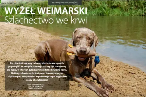Wyżeł weimarski z zabawką w pysku leży na piaszczystym brzegu rzeki. Jego szlachetny wygląd podkreśla arystokratyczne pochodzenie.