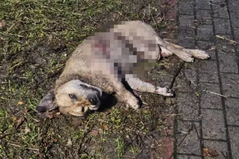 Smutny widok: dziki pies leży na ziemi, jego ciało jest zranione.
