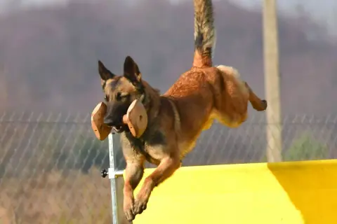 Pies rasy malinois skacze przez przeszkodę, pewnie aportuje zwierzynę.