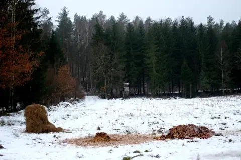 Zimowy krajobraz z lasem w tle. Na śniegu widać stóg siana i resztki jedzenia, które służą jako nęcisko na lisa. Obok stoi ambona myśliwska.