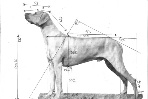 Szkic anatomiczny psa myśliwskiego z zaznaczonymi proporcjami. Widoczne nogi psa, linia grzbietu i głowy, z wymiarami w procentach i centymetrach.