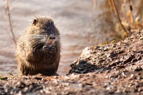 Nutria z mokrym futrem siedzi na brzegu, zajadając coś pomarańczowego. Widać, co jedzą nutrie – to kawałek rośliny.
