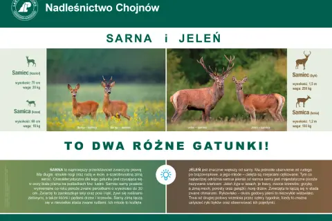 Sarna i jeleń, dwa gatunki. Sarna jest roślinożerna, żywi się roślinami zielonymi, liśćmi i pędami drzew.