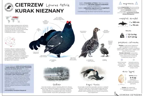 Czarny kogut z charakterystycznym ogonem w kształcie liry, samica i pisklę. Cietrzew leśny to zagrożony gatunek ptaka.