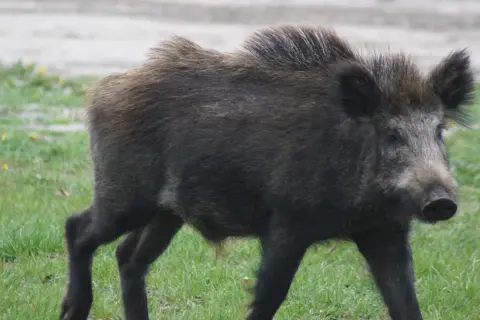 Dziki mogą być niebezpieczne, zwłaszcza gdy czują się zagrożone. Ten dzik przemierza zieloną łąkę, czujnie obserwując otoczenie.