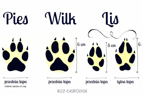 Porównanie śladów łap: psa, wilka i lisa. Widać różnice w wielkości i kształcie, szczególnie ślady lisa są mniejsze.