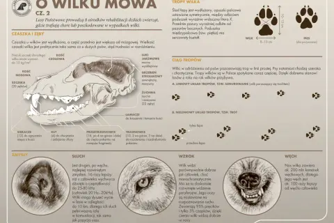 Szczegółowy rysunek czaszki wilka z opisem jego zębów: siekaczy, kłów, przedtrzonowców i trzonowców.